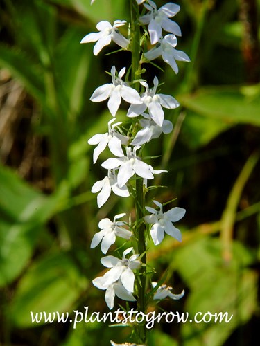 Pale Spike Lobelia (Lobelia spicata)